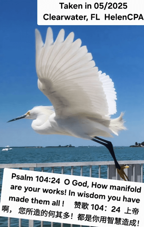 Helen CPA Clearwater